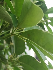 Lyssomanes pauper