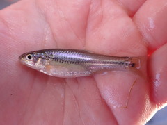 Notropis braytoni