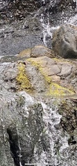 Flavoplaca