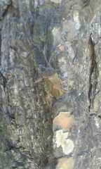 Pachylis argentinus