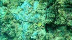 Chromis limbata