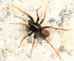 Allocosa funerea
