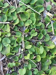 Dichondra carolinensis