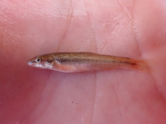 Rhinichthys cataractae