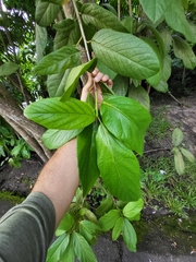 Cordia rickseckeri