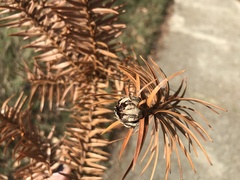 Cunninghamia lanceolata