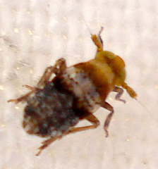 Conomelus anceps