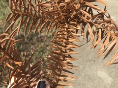Cunninghamia lanceolata