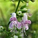 Dicerandra frutescens - Photo (c) j_appleget,  זכויות יוצרים חלקיות (CC BY-NC), uploaded by j_appleget