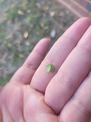 Dichondra carolinensis