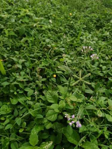 Cyanthillium cinereum (Cyanthillium cinereum)