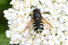 Stratiomys badia