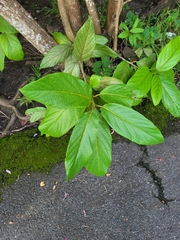 Cordia rickseckeri