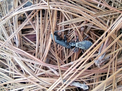 Reduviidae