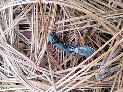 Reduviidae