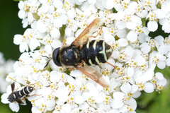Stratiomys badia
