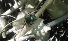 Retrachydes thoracicus