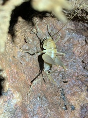 Ceuthophilus chiricahuae