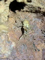 Ceuthophilus chiricahuae