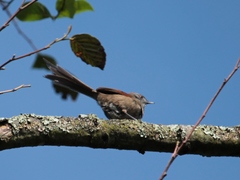 Synallaxis subpudica