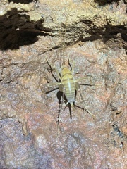 Ceuthophilus chiricahuae