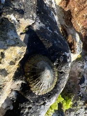 Cellana