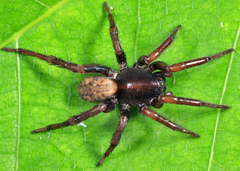 Arctosa rubicunda