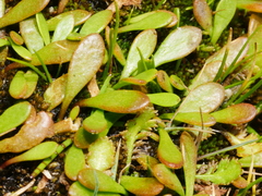 Selliera radicans
