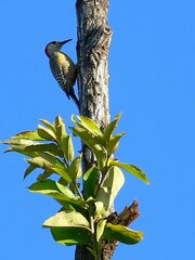 Melanerpes superciliaris