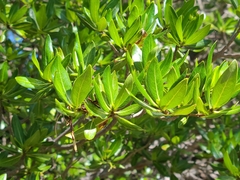 Stenostomum acutatum