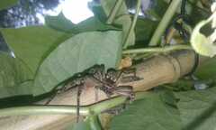 Polybetes rapidus