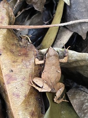 Physalaemus aguirrei