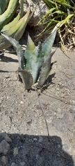Agave
