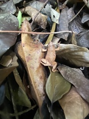 Physalaemus aguirrei