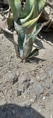 Agave