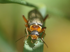 Cantharis nigricans