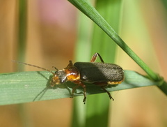 Cantharis nigricans