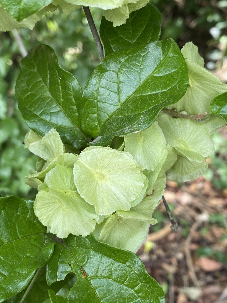 Mascagnia sepium