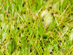 Isolepis cernua cernua