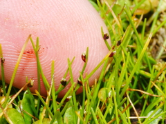 Isolepis cernua cernua