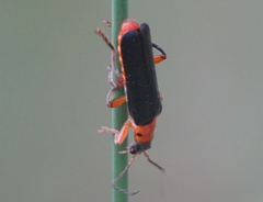 Cantharis pellucida