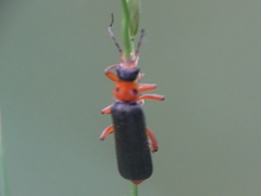 Cantharis pellucida