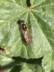 Stratiomyomorpha