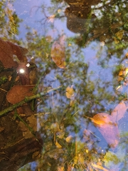 Lethocerus annulipes