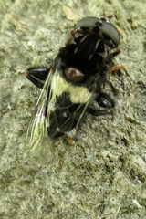 Helophilus cingulatus