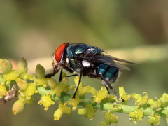 Chrysomya marginalis