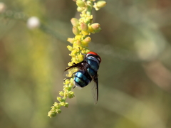 Chrysomya marginalis