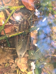 Lethocerus annulipes