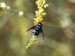 Chrysomya marginalis