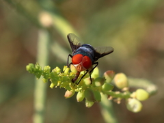 Chrysomya marginalis